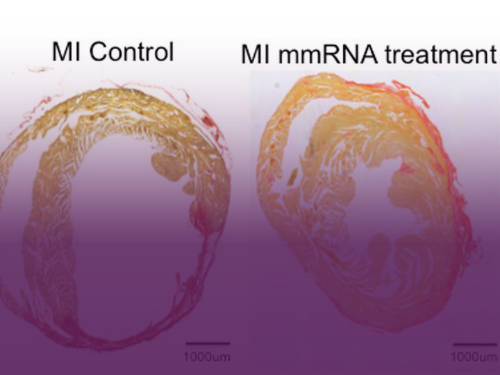 Repaired Mouse heart